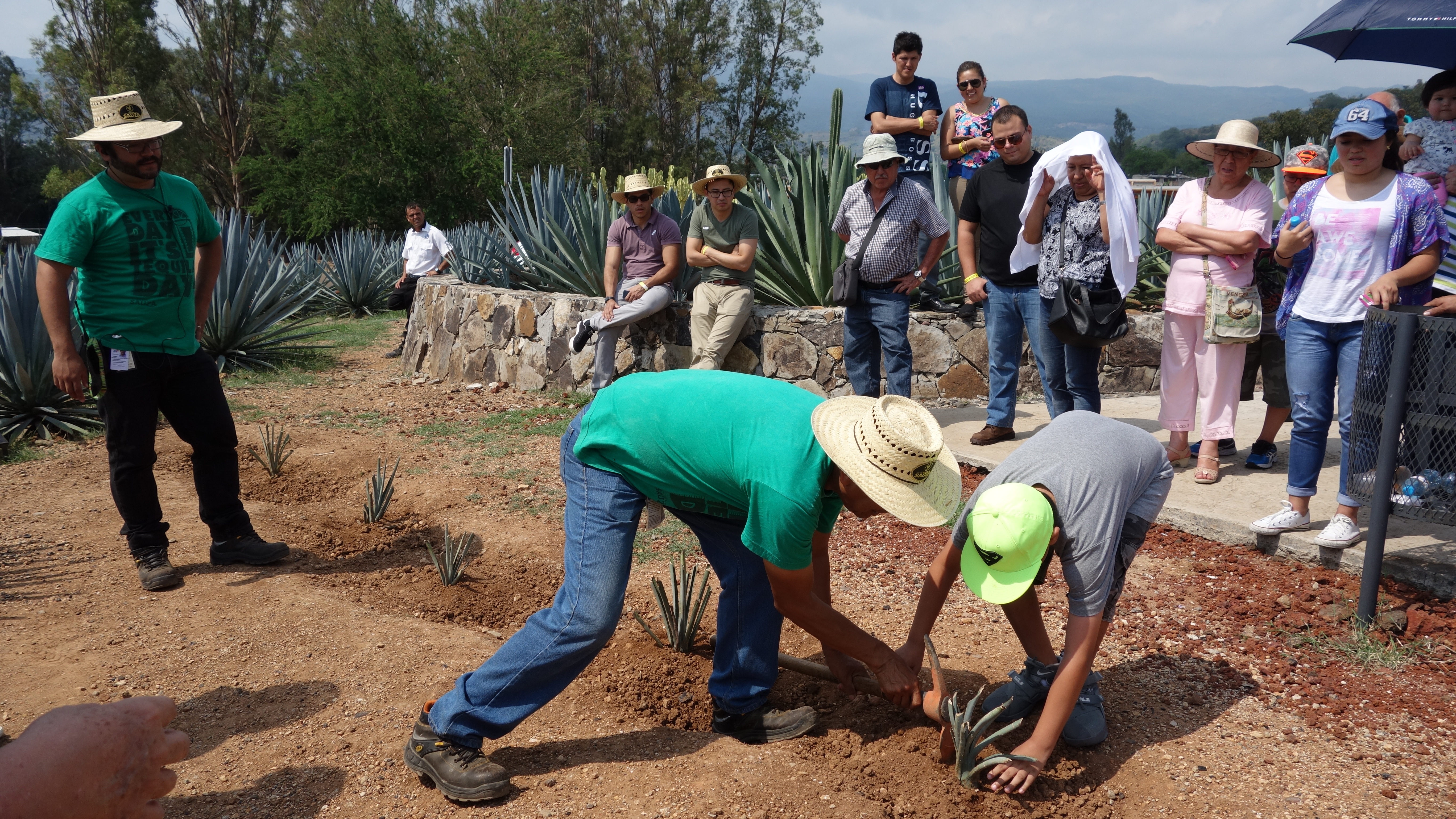 Planta tu agave19 - Jardin botanico